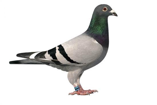 You are currently viewing The Problem with Pigeonholes